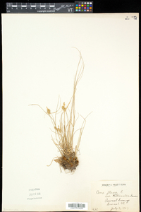 Carex flava image