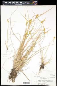 Carex flava image
