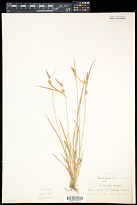 Carex flava image