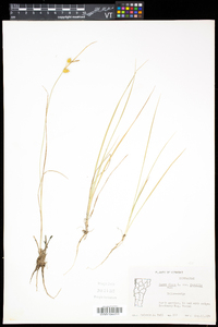 Carex flava image