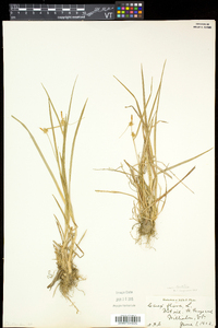 Carex flava image