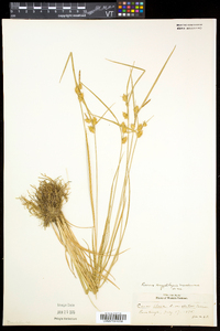 Carex cryptolepis image