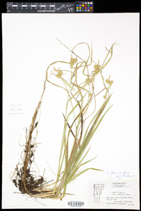 Carex flava image