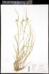 Carex flava image