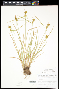 Carex flava image