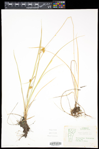 Carex flava image