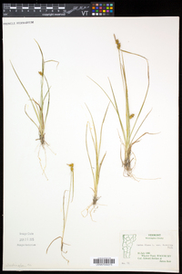 Carex flava image