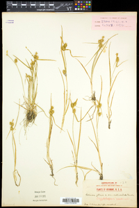 Carex cryptolepis image