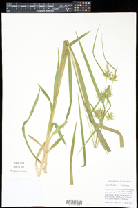Carex folliculata image
