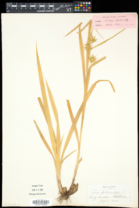 Carex folliculata image