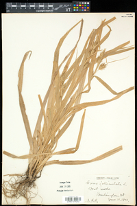 Carex folliculata image