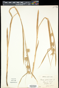 Carex folliculata image