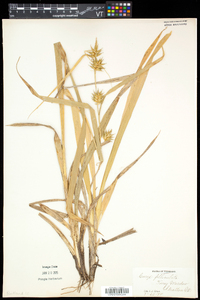 Carex folliculata image