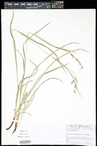 Carex formosa image