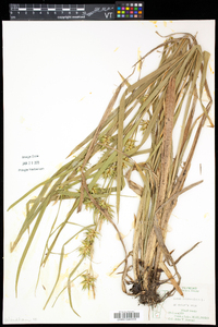 Carex folliculata image