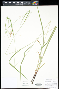 Carex formosa image