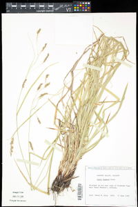 Carex formosa image