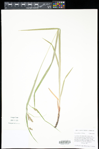 Carex formosa image