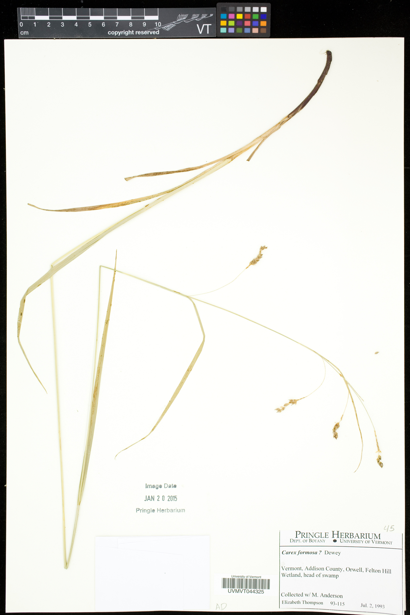 Carex formosa image