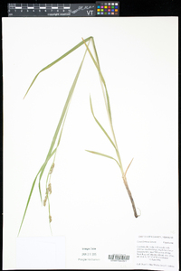 Carex formosa image