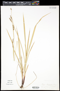 Carex formosa image