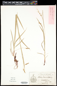 Carex formosa image