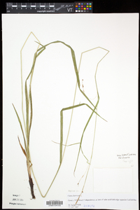 Carex formosa image