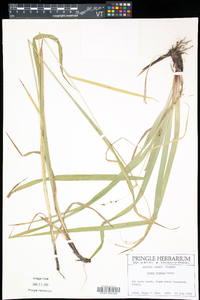 Carex formosa image