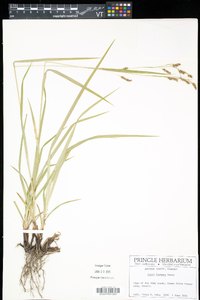 Carex formosa image