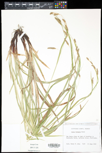 Carex formosa image