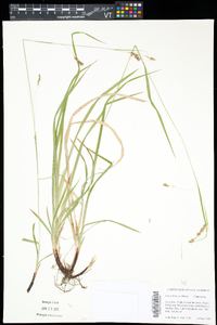 Carex formosa image