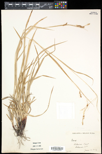 Carex formosa image