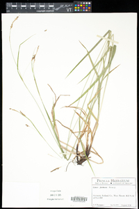 Carex formosa image