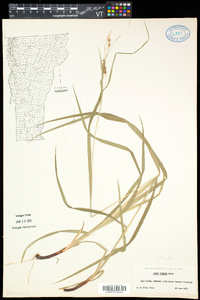 Carex formosa image