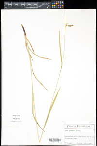 Carex formosa image