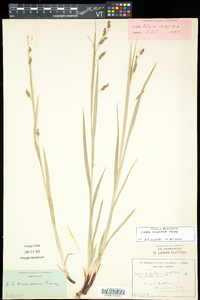 Carex formosa image