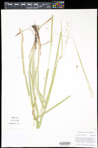 Carex formosa image