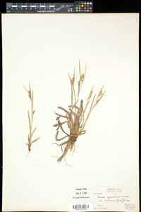 Carex granularis var. haleana image