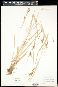 Carex granularis var. haleana image