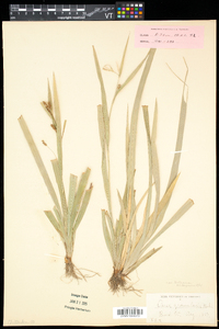 Carex granularis var. haleana image