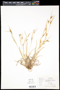 Carex granularis var. haleana image