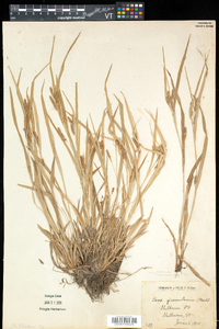 Carex granularis var. haleana image