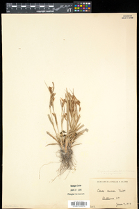Carex granularis var. haleana image