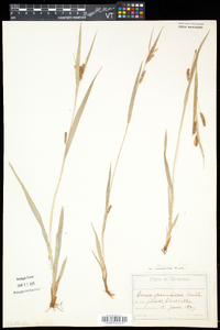 Carex granularis var. haleana image
