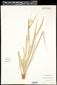 Carex granularis var. haleana image