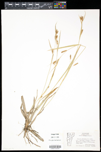 Carex granularis var. haleana image
