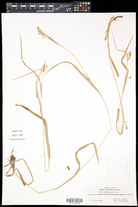 Carex granularis var. haleana image