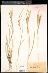 Carex granularis var. haleana image