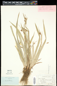 Carex granularis var. haleana image