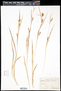 Carex granularis var. haleana image
